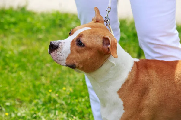 Dog breed Staffordshire Terrier — Stock Photo, Image