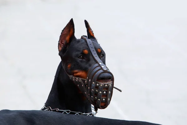 Raça cão Doberman Pinscher — Fotografia de Stock