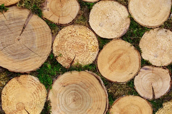Bello sfondo di tronchi d'albero — Foto Stock