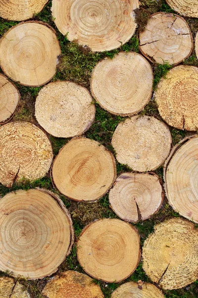Bello sfondo di tronchi d'albero — Foto Stock