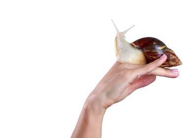 Bir elinde Achatina salyangozu