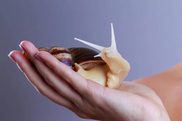Achatina escargot dans une main — Photo