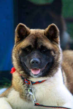 Köpek doğurmak Amerikan Akita