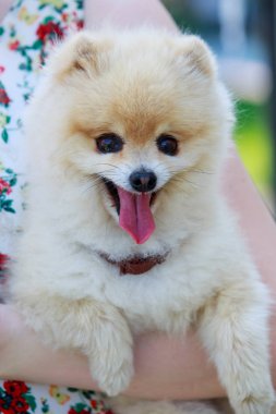 köpek doğurmak pomeranian spitz