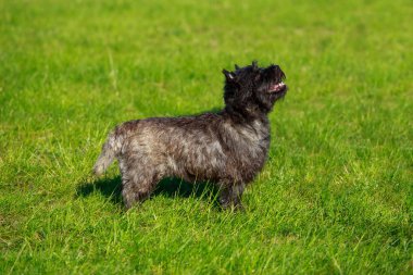 Norwich köpek ırkı
