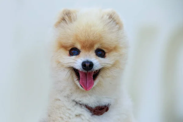 The dog breed pomeranian spitz — Stock Photo, Image