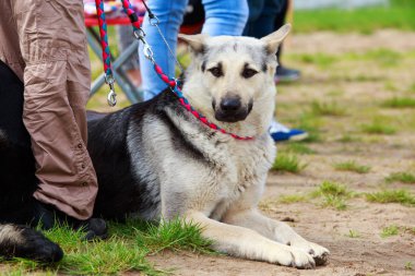 Köpek çiftleşmesi Alman çoban köpeği