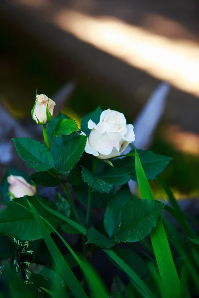 Bush of pink roses — Stock Photo, Image