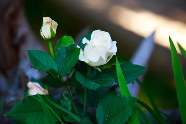Буш из розовых роз — стоковое фото