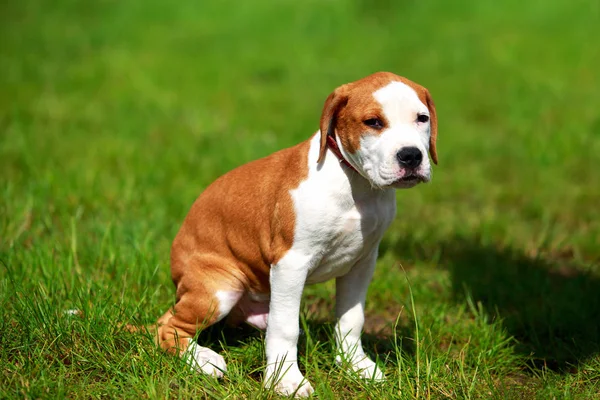 Порода собак Стаффордширский терьер — стоковое фото