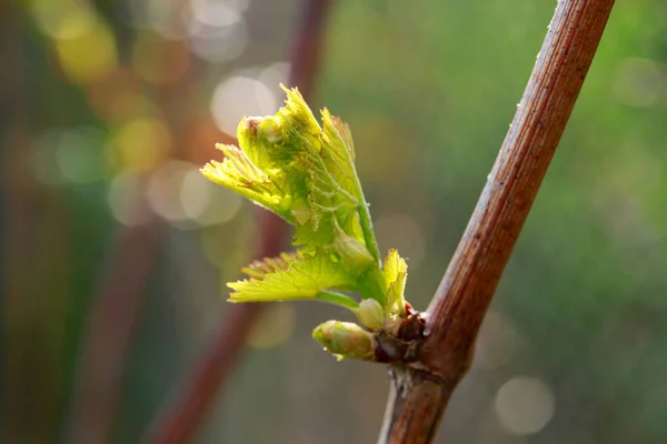 Germoglio d'uva — Foto Stock