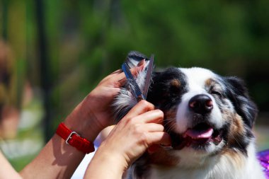 Avustralya çoban köpeği