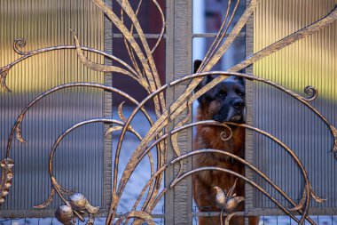 Köpek çobanı çitin arkasında.