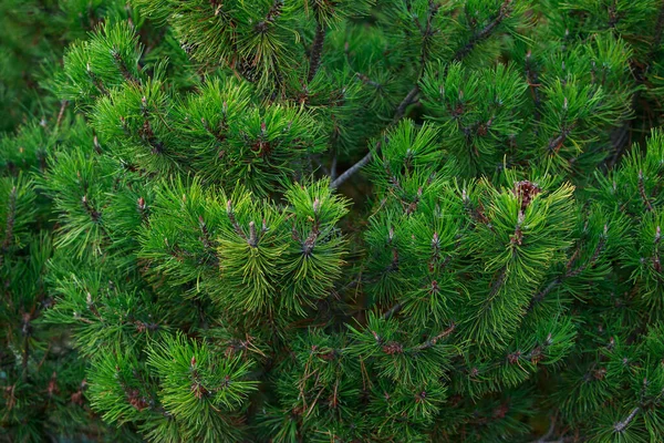 緑のスプルースの枝の美しい背景 — ストック写真