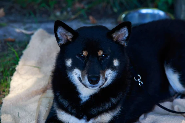 Hondenras Shiba Inu Liggend Het Park — Stockfoto