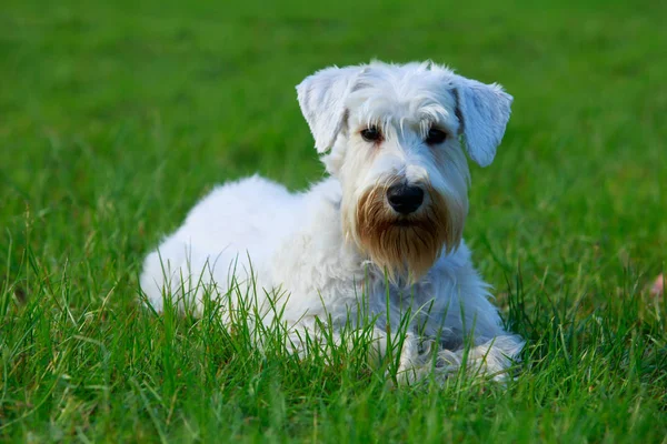 Köpek ırkı Sealyham Terrier yeşil bir çayırda uzanıyor.