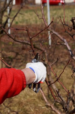 Bahçe makası ile meyve ağacıbahar budama