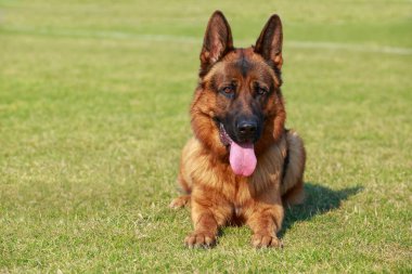 Köpek ırkı Alman Çoban parkta dinleniyor