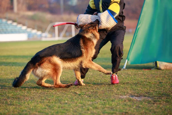 Perro Policía Entrenando Para Atacar Criminales — Foto de Stock