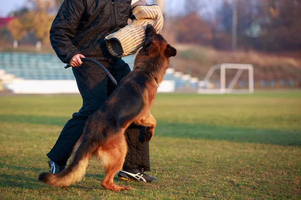 The police dog training to attack criminals