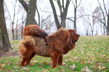 Köpek çiftleşmesi Tibet Çimlerin üzerindeki Mastiff