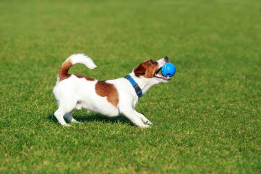Köpek cins Jack Russell Terrier yeşil çimlerin üzerinde lastik bir topla