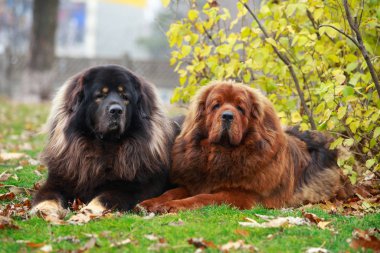 İki köpek çimlerin üzerinde Tibet mastırı yetiştiriyor.
