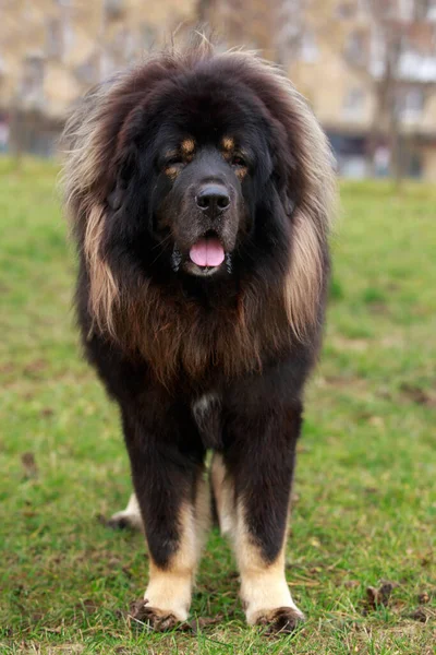 Hund Ras Tibetanska Mastiff Gräset — Stockfoto