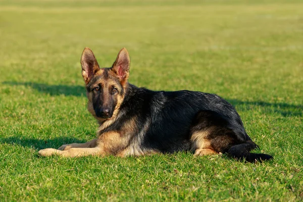 Perro Raza Pastor Alemán Descansando Parque — Foto de Stock