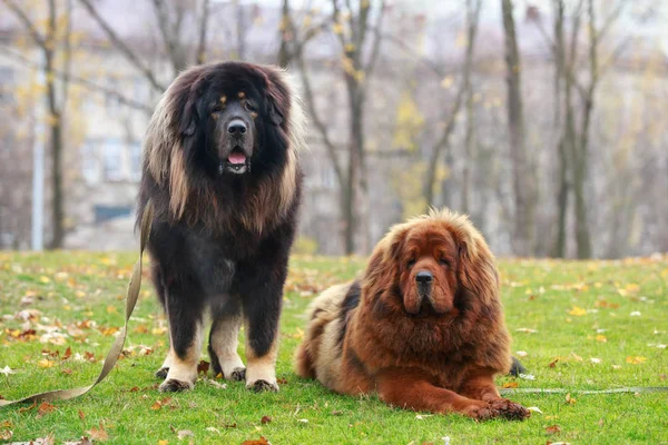 Two dogs breed Tibetan Mastiff on the grass