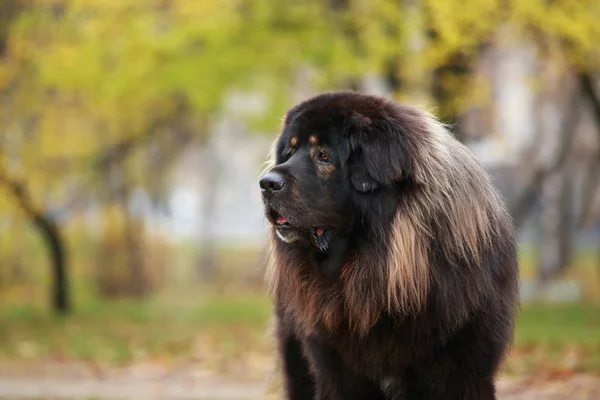 Porträt Hunderasse Tibetische Dogge Aus Nächster Nähe — Stockfoto