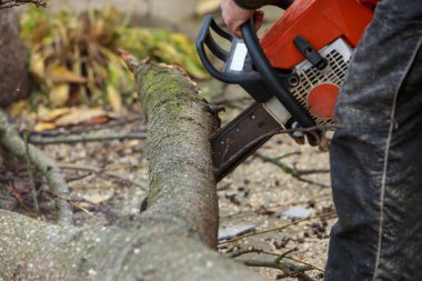 Oduncu elinde testere