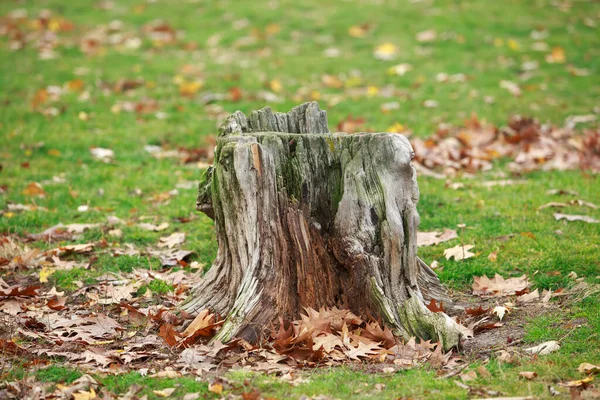 Viejo Tocón Árbol Podrido Cubierto Musgo Verde — Foto de Stock