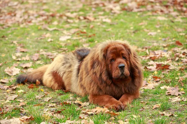 Hund Ras Tibetanska Mastiff Gräset — Stockfoto