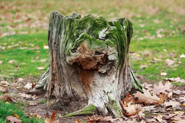 Velho Tronco Árvore Podre Coberto Com Musgo Verde — Fotografia de Stock