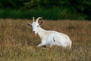 Beyaz keçi portresi. Yakın plan.