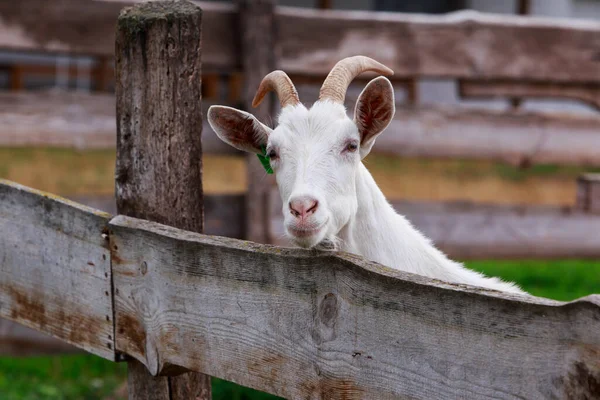 Young White Goat Organic Farm — Stock Photo, Image