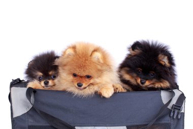 Üç köpek beyaz arka planda bir çantada Pomeranya salyası yetiştiriyor.