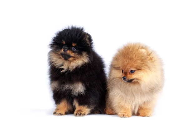 Twee Honden Van Ras Pomeranian Witte Achtergrond — Stockfoto