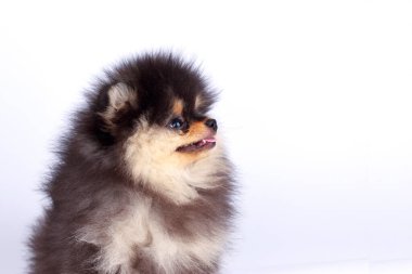 Beyaz bir arka planda Pomeranya cinsi köpek.