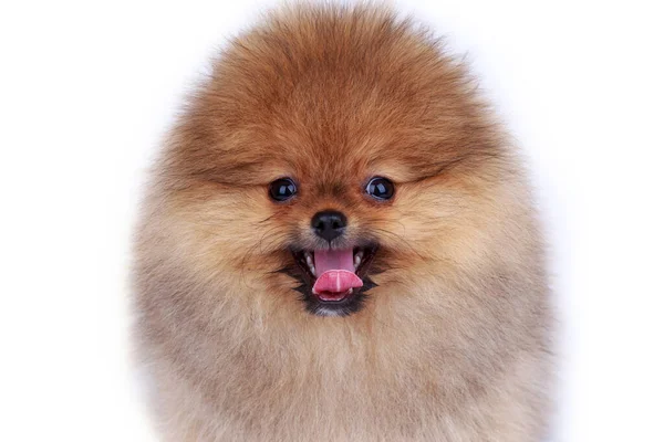 Порода Собак Померанский Шпиц Белом Фоне — стоковое фото