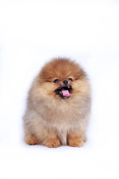 Kutya Tenyészt Pomeranian Köpködni Egy Fehér Háttér — Stock Fotó