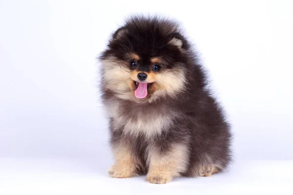 Pes Plemeno Pomeranian Spitz Bílém Pozadí — Stock fotografie