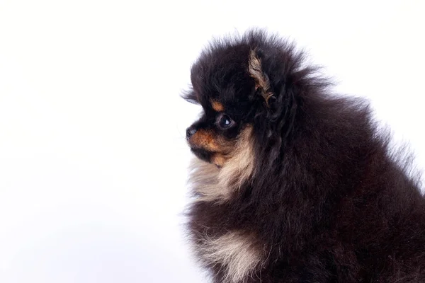 Pes Plemeno Pomeranian Spitz Bílém Pozadí — Stock fotografie