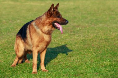 Köpek çifti Alman kurdu yeşil bir spor sahasında duruyor.