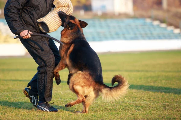 Perro Policía Entrenando Para Atacar Criminales — Foto de Stock
