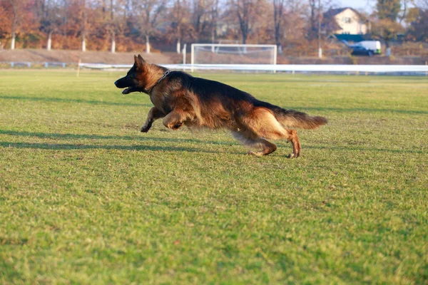 Alman Çoban Köpeği Çok Hızlı Koşar — Stok fotoğraf