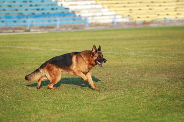 Dog Breed German Shepherd Runs Very Fast — Stock Photo, Image