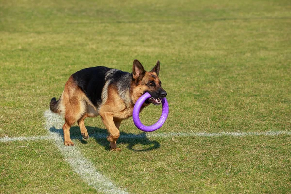 Köpek Alman Çoban Köpeğini Stadyumda Trenuvalnom Mermisi Ile Çiftleştirir — Stok fotoğraf