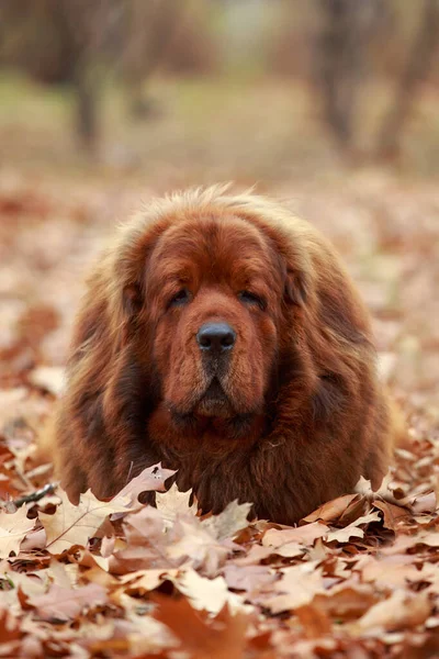 Porträtt Hund Ras Tibetanska Mastiff Närbild — Stockfoto